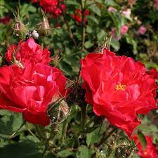 Роза парковая Джон Франклин